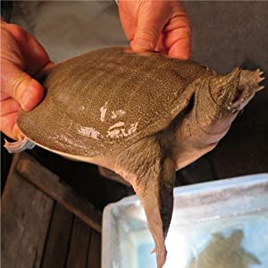 小林製藥 甲魚高麗人參 30日分60粒 - CosmeBear小熊日本藥妝For台灣