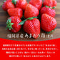 花福堂 甘王草莓夾心餅乾 福岡特產 期間限定販売【採購】
