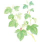 山本漢方 100%桑葉茶 3gX20包入 控制糖分攝入 - CosmeBear小熊日本藥妝For台灣