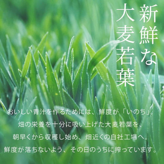 Yakult養樂多 我的青汁 - CosmeBear小熊日本藥妝For台灣
